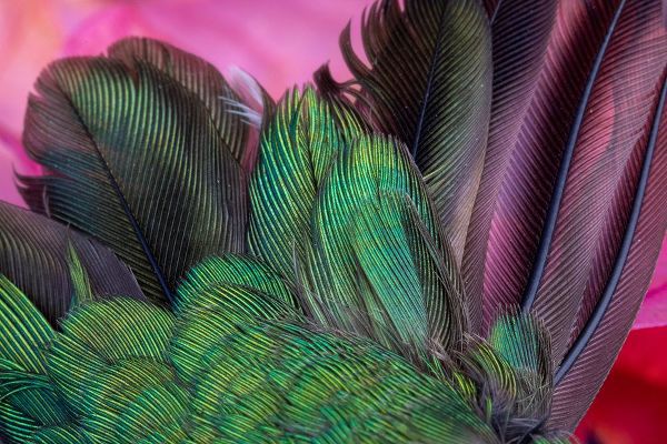 Jaynes Gallery 아티스트의 USA-Arizona-Close-up of hummingbird feathers작품입니다.